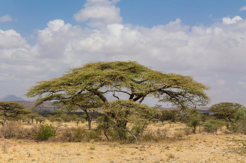 Trees Acacia Landscape in African Savannah Desert Stock Photo - Image of acacia, scenery: 209013610
